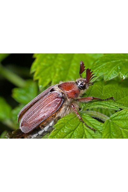 Хрущ інсектицид